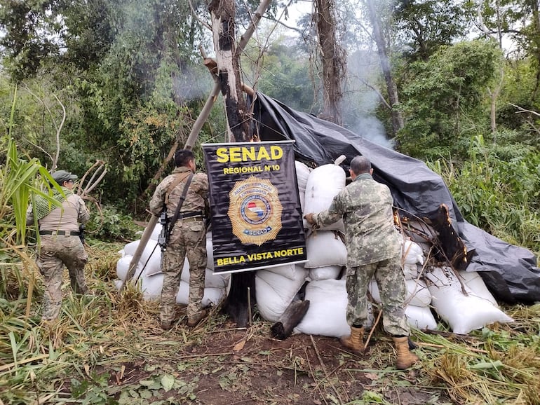 Destruyen gran cantidad de marihuana en Bella Vista Norte.