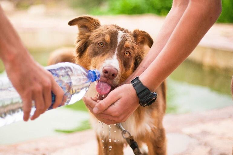 Si no se puede evitar los paseos en días calurosos, deben realizarlos a primeras horas de la mañana o bien de noche. Llevar agua fresca.