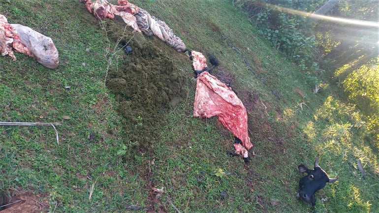 Faenan una vaca preñada de un pequeño ganadero de San Roque González.