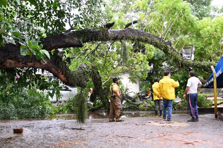 En Villa Elisa, nuevamente cayeron enormes árboles, pero no se reportaron daños mayores.