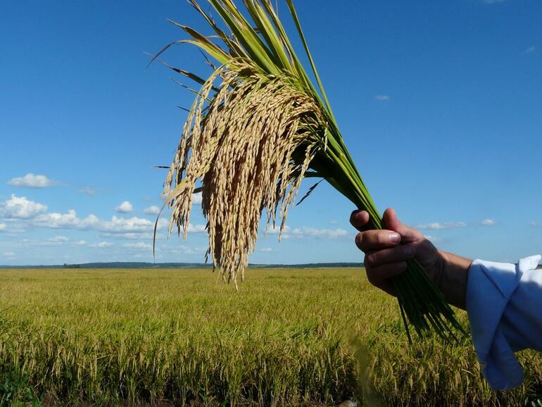 La superficie de siembra del cereal pudo haber superado las 200 000 hectáreas, según las estimaciones de la Feparroz.