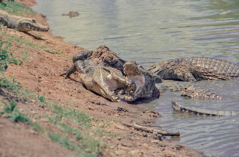 Muestra fotográfica Pantanal Paraguayo de Roque González Vera en Roma (2)