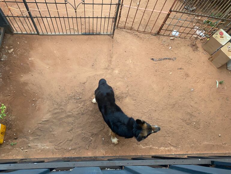 Perro abandonado en una vivienda en Cañada Garay sobre la calle Cirila hace más de 10 días.