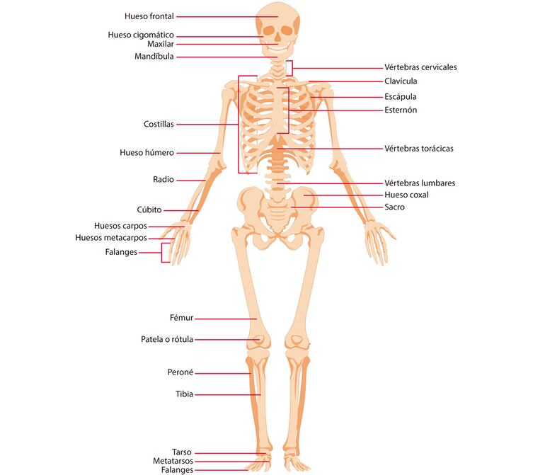 Vista frontal del esqueleto (masculino).