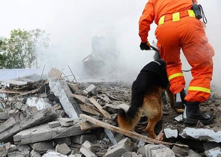 Los perros de búsqueda y rescate (llamados perros bomberos) los mismos deben ser agiles, energéticos con mucha resistencia. Son perros entrenados para encontrar personas vivas o recién fallecidas.