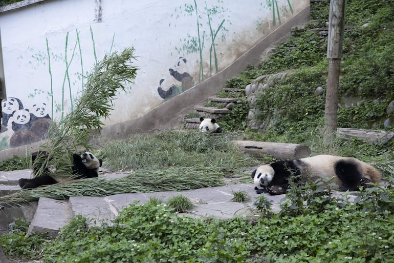 Pandas gigantes nacidos en cautiverio en el centro de conservación chino. 