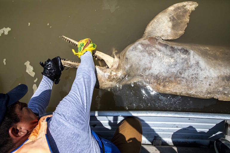 Un veterinario mientras toma muestras de un delfín rosado muerto en Puerto Nariño, en el Amazonas colombiano.