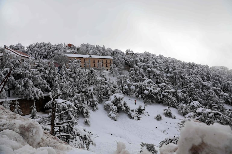 Los árboles están cubiertos de nieve en Chrea, en la provincia argelina de Blida, el 16 de enero de 2025