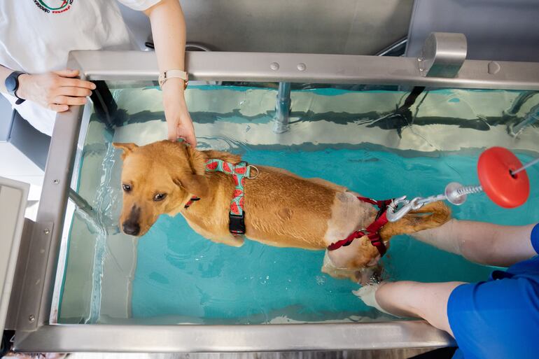 Es lo mismo para los perros que para las personas: la fisioterapia, aquí en el agua, ayuda a los animales heridos a recuperarse.