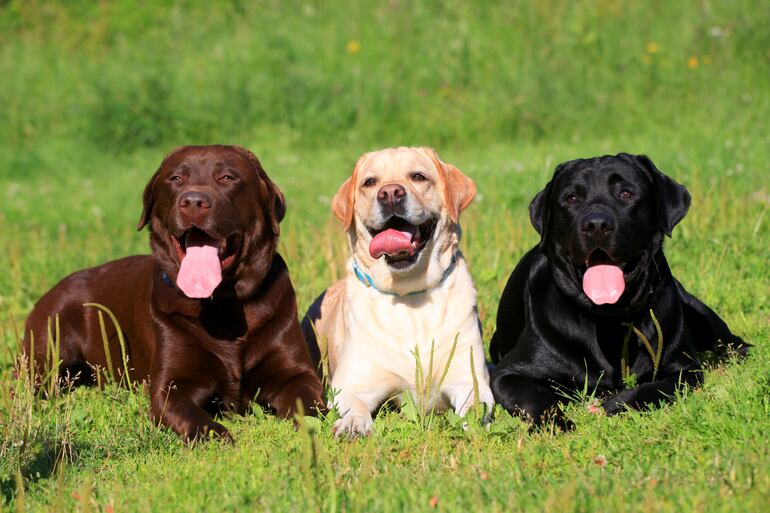 Perros de la raza Labrador Retriever en tres variantes de color.