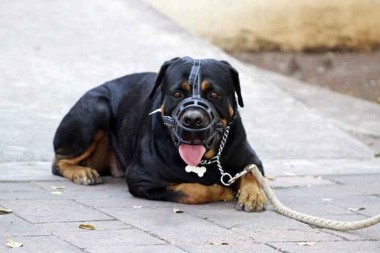 Un animal agresivo puede convertir el día a día en un auténtico reto. Pero es raro que un animal muerda sin motivo.