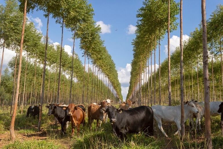 La ganadería paraguaya incluye varios sistemas productivos sostenibles, uno de ellos es el silvopastoril, que asocia los cultivos forestales con la producción de carne.