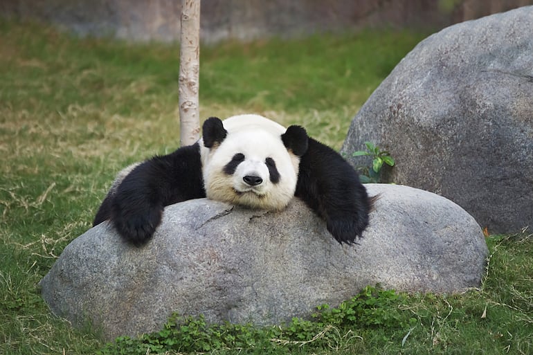 Oso panda (foto ilustrativa).