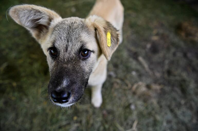 "Una casa para cada perro" se llama el programa que propicia la adopción de perros.