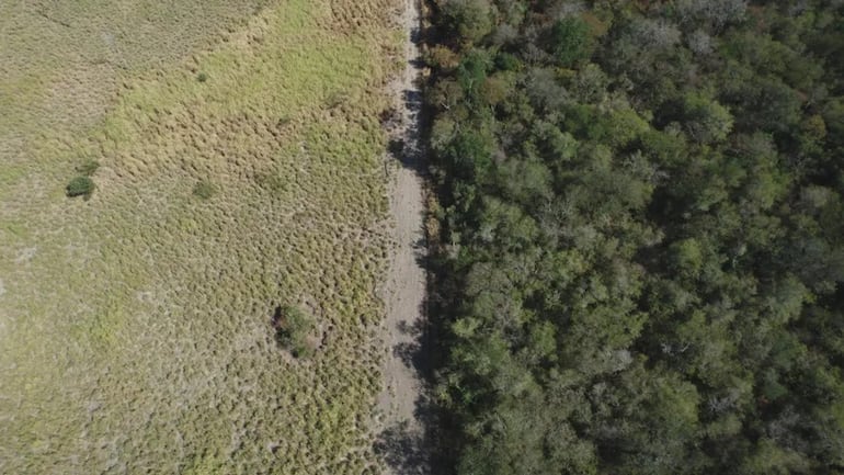 Una imagen aérea que forma parte de "Los últimos" y que invita a observar las diferencias entre el bosque y la zona deforestada.