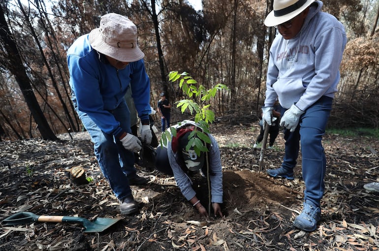 Personas plantan árboles en el sector del Panecillo, una zona afectada por los incendios, este sábado en Quito (Ecuador).