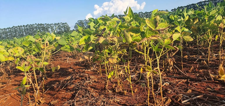 La sequía está afectando a la productividad y rendimiento de la soja, nuestro principal cultivo, lo cual también incidiría en su participación en la PIB