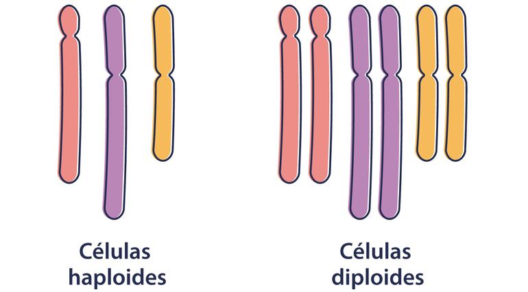 Células haploides y diploides.