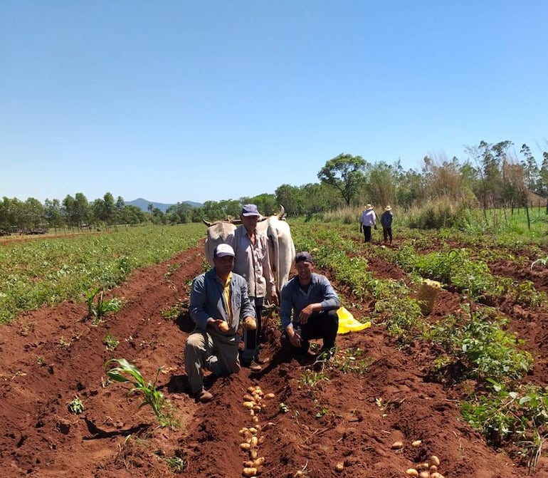 En el departamento de Paraguarí se prevé el cultivo de unas 310 hectáreas de papa.