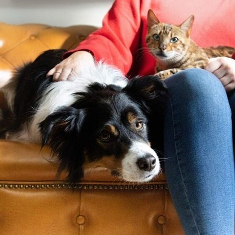 Los servicios solo se aplican a mascotas convencionales (gatos y perros).