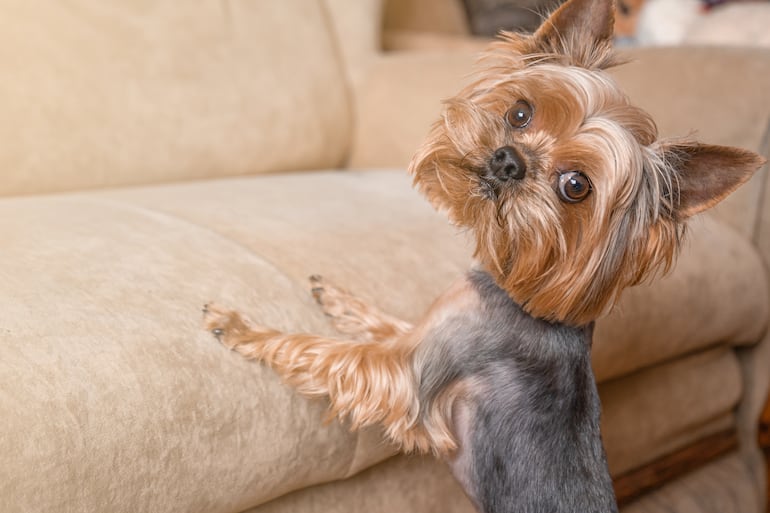 Perro Yorkshire Terrier.