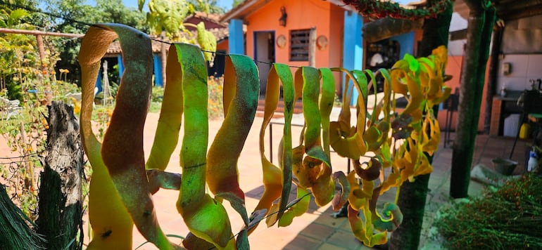 Horticultor asegura que la cáscara de mango es el viagra paraguayo.