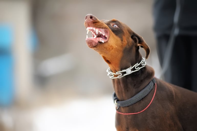 Un doberman en actitud amenazante.