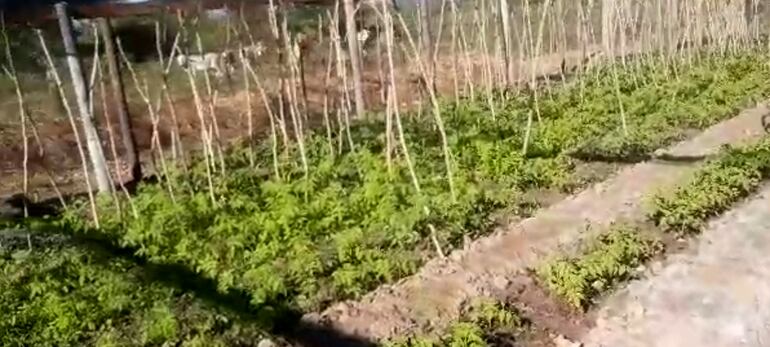 Plantines de tomates en tierras del pantanal en Fuerte Olimpo.