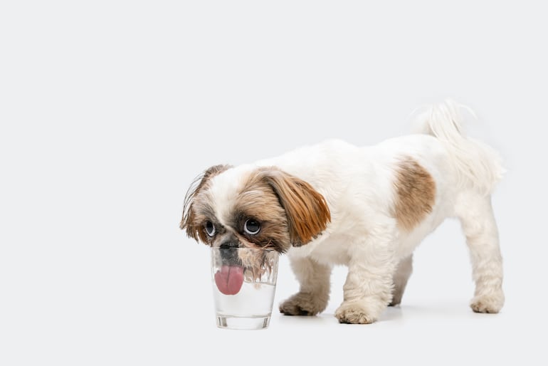 Perro cansado y con calor.