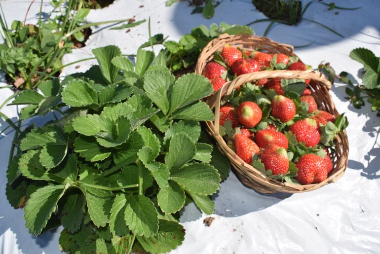 El precio de venta de la fruta es de G. 50.000 y G. 60.000 el kilo. 