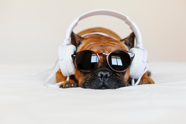 Perro escuchando música.