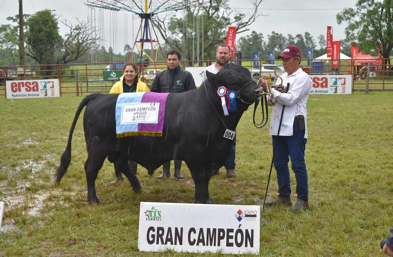 Gran campeón de la raza angus en el desfile inaugural de ejemplares.