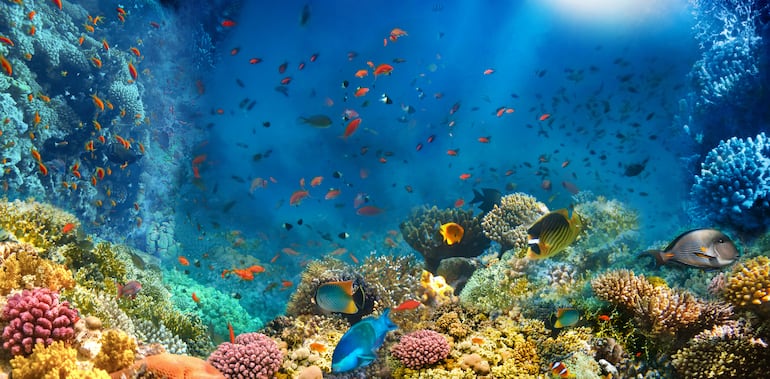 Lecho del mar en el que se ven piedras, corales e infinidad de peces de todos los colores.