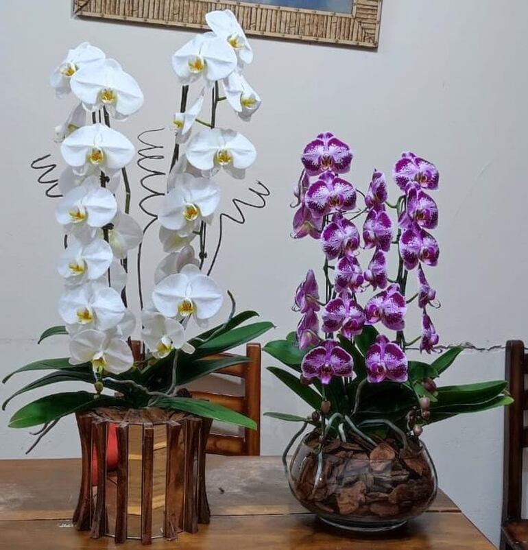 Orquídeas.