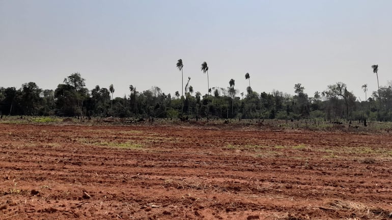 Deforestacion en paraguay 02 de Octubre de 2022