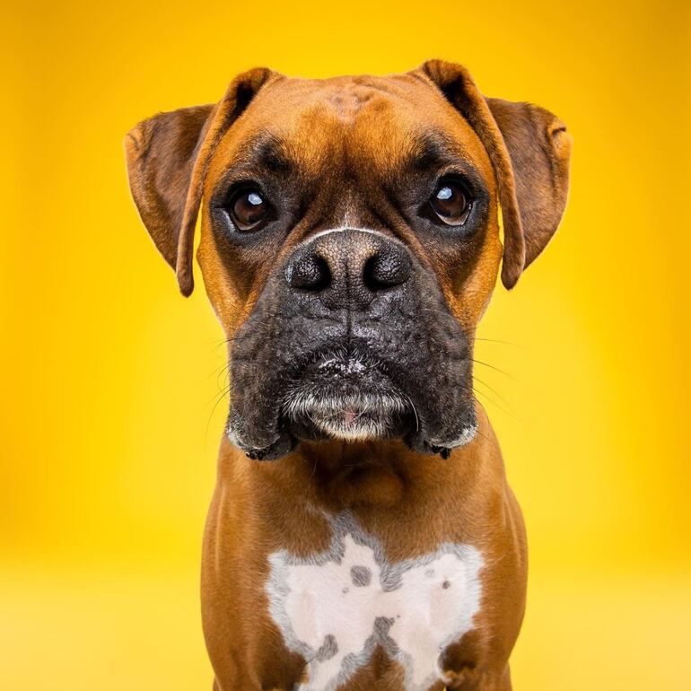 Un perro de la raza Boxer.