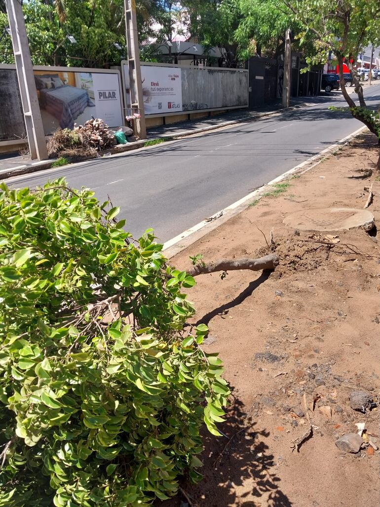 El paseo central de la avenida San Martín, en las proximidades de Molas López, se encuentra abandonado. Al menos dos árboles se cayeron luego de que obreros municipales dejaran las raíces al descubierto.