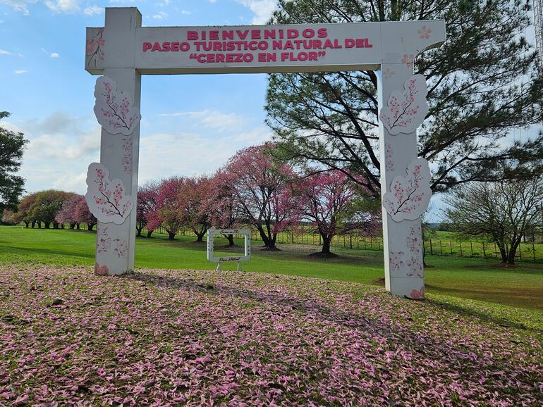 Los cerezos o sakura de La Paz, en Itapúa, ya están en flor y esperan a los visitantes.