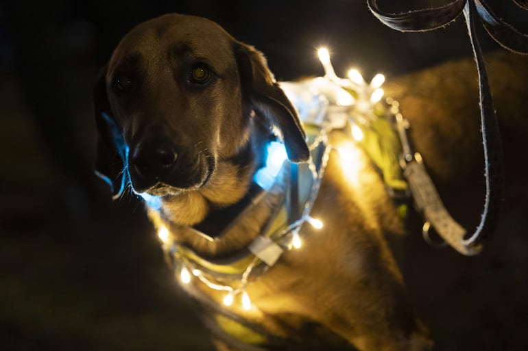 Un perro callejero puede traer luz a tu vida. 