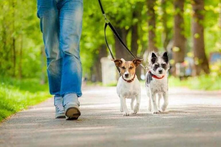 Es muy común ver a mascotas, en especial a los perros, paseando con sus humanos en horas en las que el sol y el calor son más fuertes. Es importante conocer los horarios ideales para el paseo, ya que pueden sufrir graves complicaciones.