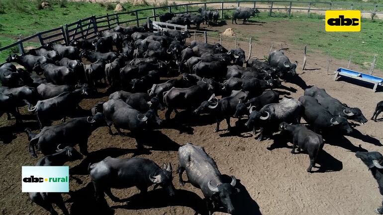 Cabezas de búfalo en un potrero en Paraguay.