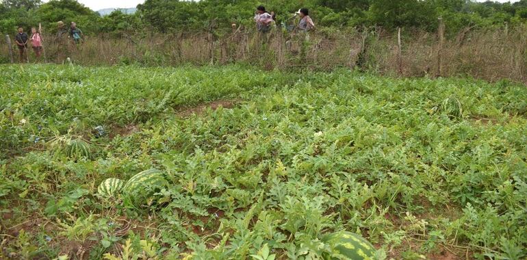 Para la primera quincena de noviembre se contará con la cantidad de sandías que esperan comercializar a buen precio tanto en la finca como en el mercado.