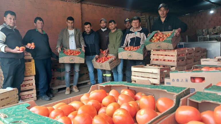 Productores de Coronel Oviedo no encuentran compradores para el tomate excelente calidad que están cosechando.