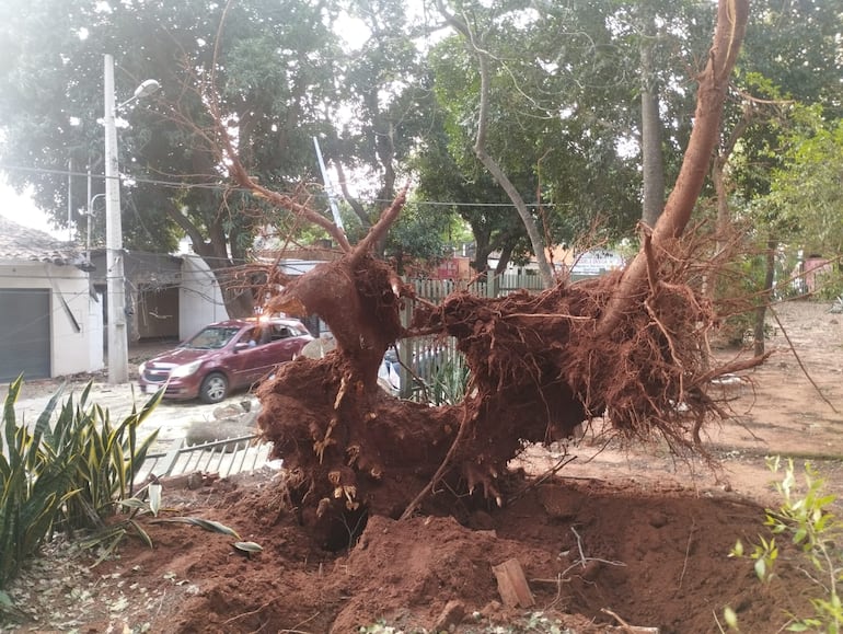 Árbol cayó en la plaza Carmen de Lara Castro del barrio San Pablo de Asunción y destrozó una casa y un auto.