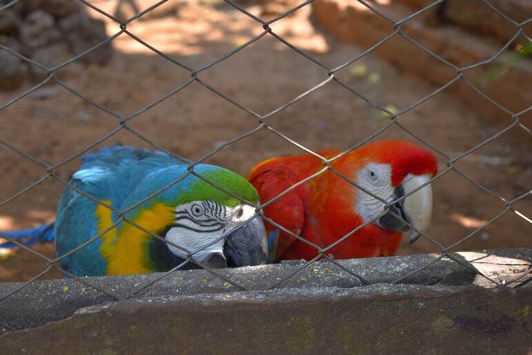 Los animales silvestres adornan la granja con una variedad de especies que se encuentran bien protegidos. 