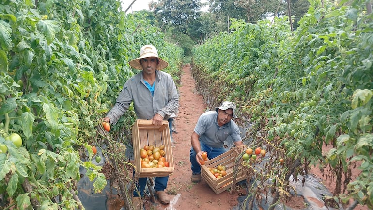 Los productores Gustavo y Ruperto Benítez cosechan los tomates que no pueden vender por falta de mercado, según dijeron.