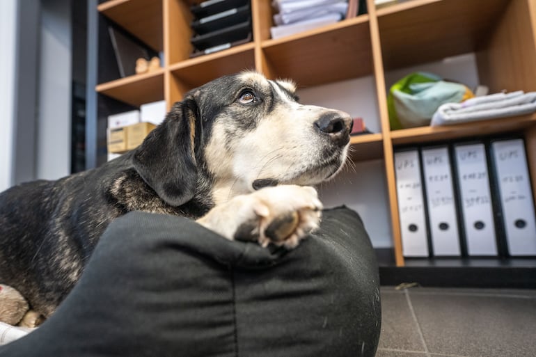 Primer día en la oficina: una manta o la cesta de casa puede facilitar el acostumbramiento del perro a acompañar la jornada de trabajo de su dueño.