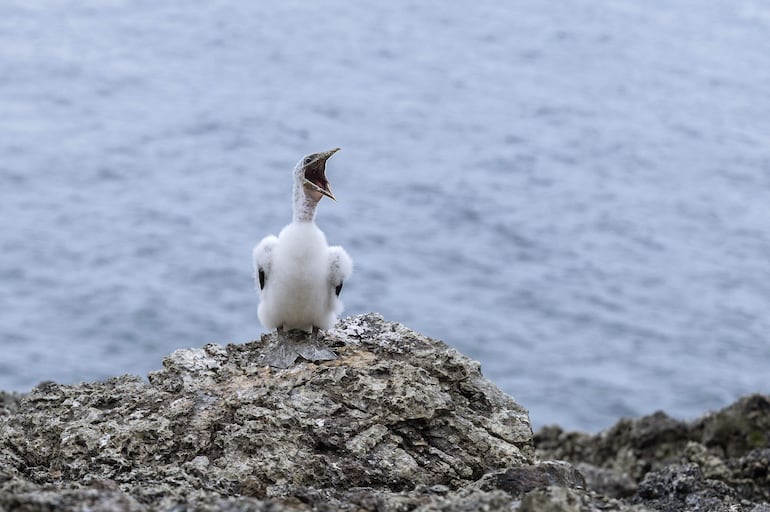 Un piquero de Nazca (Sula granti), en el Santuario de Fauna y Flora Malpelo, declarado Patrimonio de la Humanidad por la UNESCO, en la isla de Malpelo en el Pacífico colombiano.