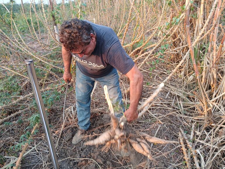 Mandioca cultivada en la zona del pantanal, no logran el desarrollo deseado, debido a la falta de lluvias y porque los riachos de los alrededores se están secando.