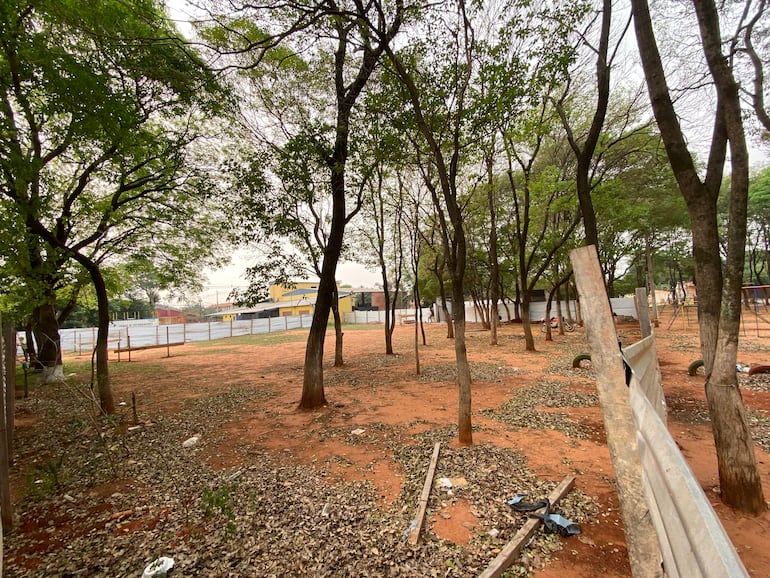 Lapachos dentro del área cercada para la construcción.